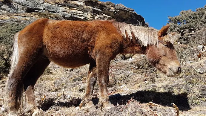 Everest Base Camp Trek Day 5