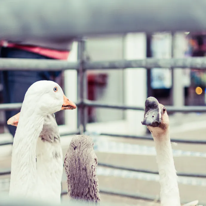 Goose Fair